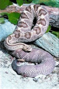 Animal Essences Snake (slang) (30 ml)