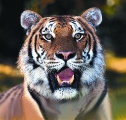 Animal Essences Tiger (tijger) (30 ml)