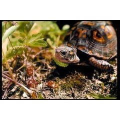 Animal Essences Turtle (zeeschildpad) (30 ml)