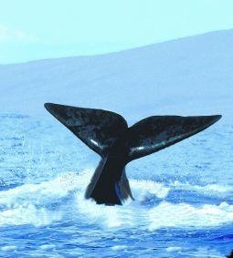 Animal Essences Whale (walvis) (30 ml)