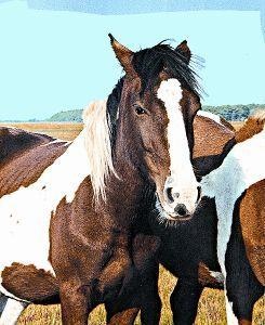 Animal Essences Wild horse (wild paard) (30 ml)