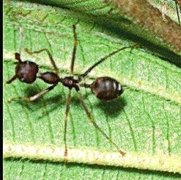 Animal Essences Ant (mier) (30 ml)