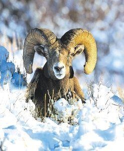 Animal Essences Animal Essences Bighorn sheep (schaap) (30 ml)