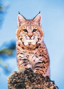Animal Essences Bobcat (Amerikaanse lynx) (30 ml)