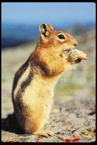 Animal Essences Chipmunk (gestreepte eekhoorn) (30 ml)