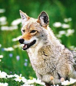 Animal Essences Coyote (prairiewolf) (30 ml)