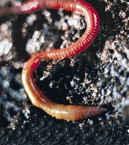 Animal Essences Earthworm (aardworm) (30 ml)