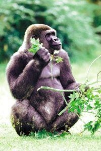 Animal Essences Gorilla (30 ml)