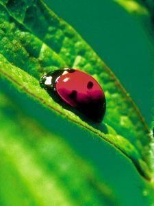 Animal Essences Animal Essences Ladybug (lieveheersbeestje) (30 ml)