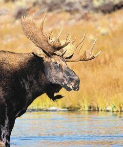 Animal Essences Moose (eland) (30 ml)