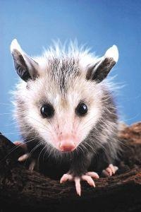 Animal Essences Opossum (buidelrat) (30 ml)