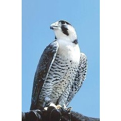 Animal Essences Peregrine falcon (slechtvalk) (30 ml)