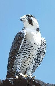 Animal Essences Peregrine falcon (slechtvalk) (30 ml)