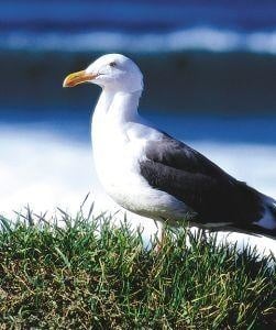 Animal Essences Seagull (zeemeeuw) (30 ml)