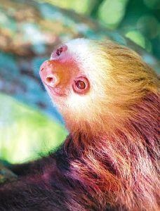 Animal Essences Sloth (luiaard) (30 ml)