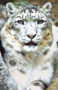 Animal Essences Snow leopard (sneeuwluipaard) (30 ml)