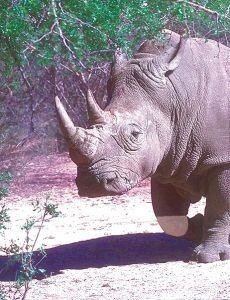 Animal Essences Animal Essences White rhinoceros (witte neushoorn) (30 ml)