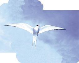 Animal Essences Arctic tern (noordse stern) (30 ml)