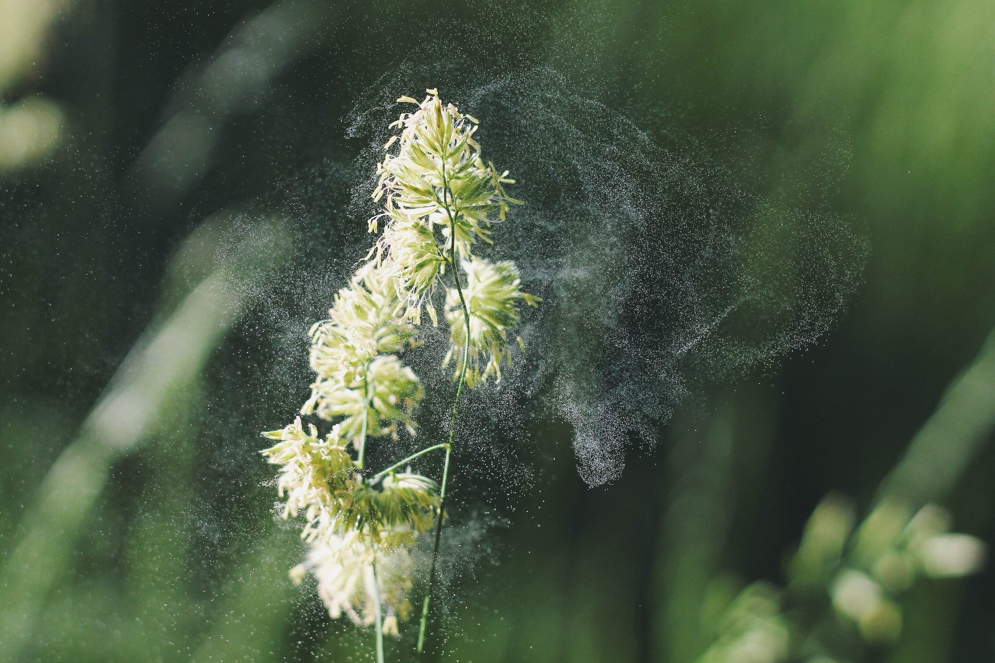 Natuurlijke verlichting bij hooikoorts - blog Ineke Eebes