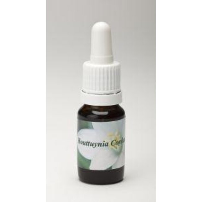 Star Remedies Houttuynia cordata 10 Milliliter