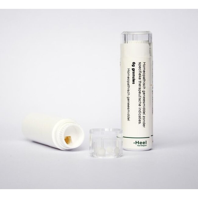 Echinacea purpurea D6 6 Gram