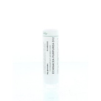 Homeoden Heel Echinacea purpurea D12 6 Gram