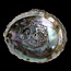 Abalone schelpen 1 Stuks
