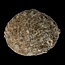Abalone schelpen 1 Stuks