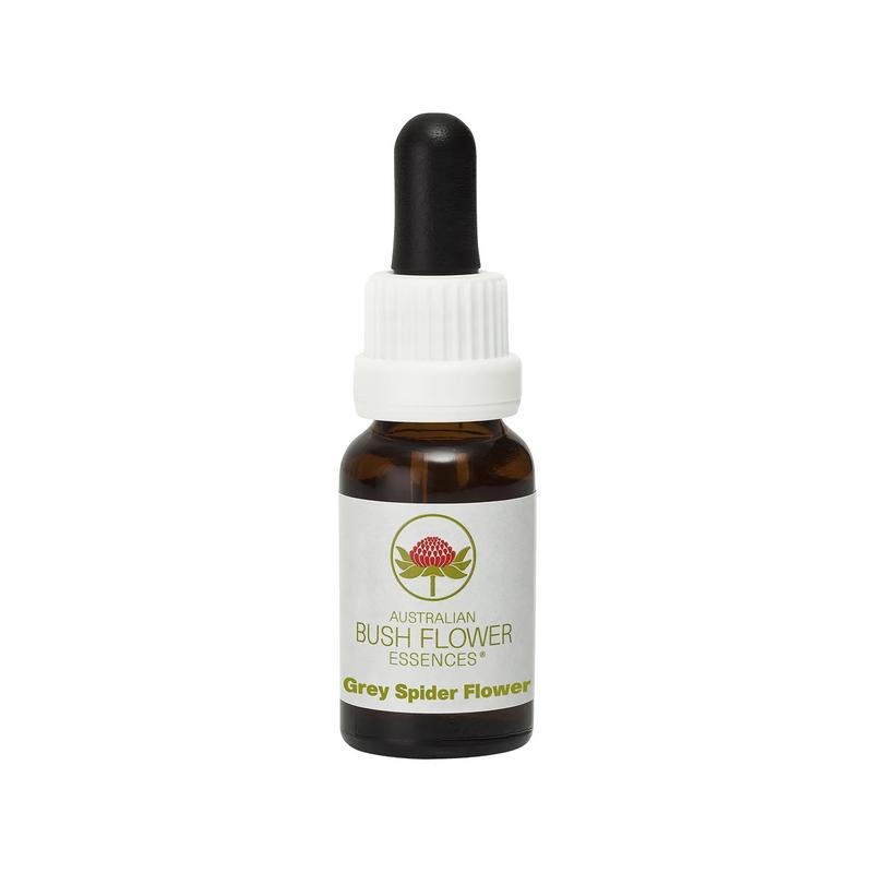 Australian Bush Grey spider flower 15 Milliliter