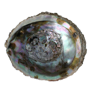 Alchemia Alchemia Abalone shells 1 Piece