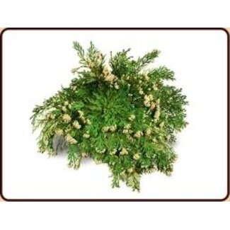 Ruben Robijn Ruben Robijn Rose of Jericho 1 Piece