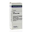 VSM Cina maritima 200K 4 Grammes