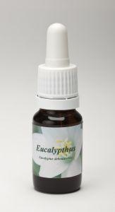 Star Remedies Eucalyptus 10 Milliliter