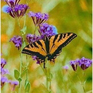 Animal Essences Animal Essences Butterfly (mariposa) 30 ml