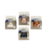 Dummy reinforced dental 12+ months assorted 1 Piece