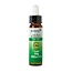 Ladrome Willow/Sauce 35 bio 10 ml