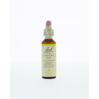 Bourgeon de marronnier (Chestnut Bud) 20 ml
