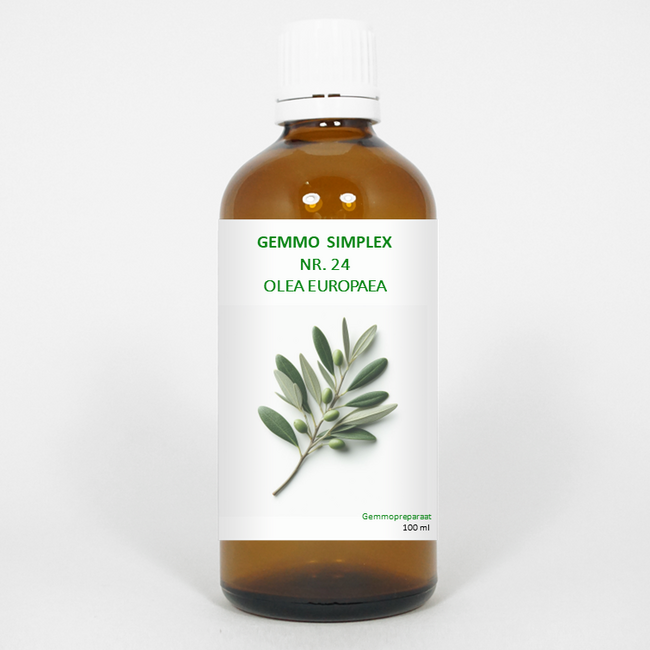 Balancepharma Gemmo simplex 24 olea europaea 100 mililitrów