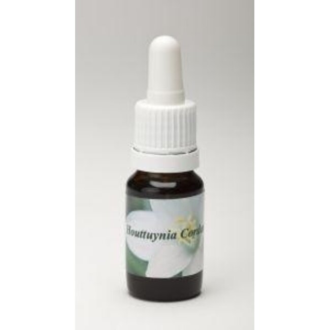 Houttuynia cordata 10 ml