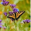 Essenze Animali Farfalla (Butterfly) 30 Millilitri