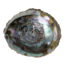 Concha de abulón Alchemia (1 unidad)