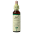 Centaurea (Centaury) 20 Millilitri