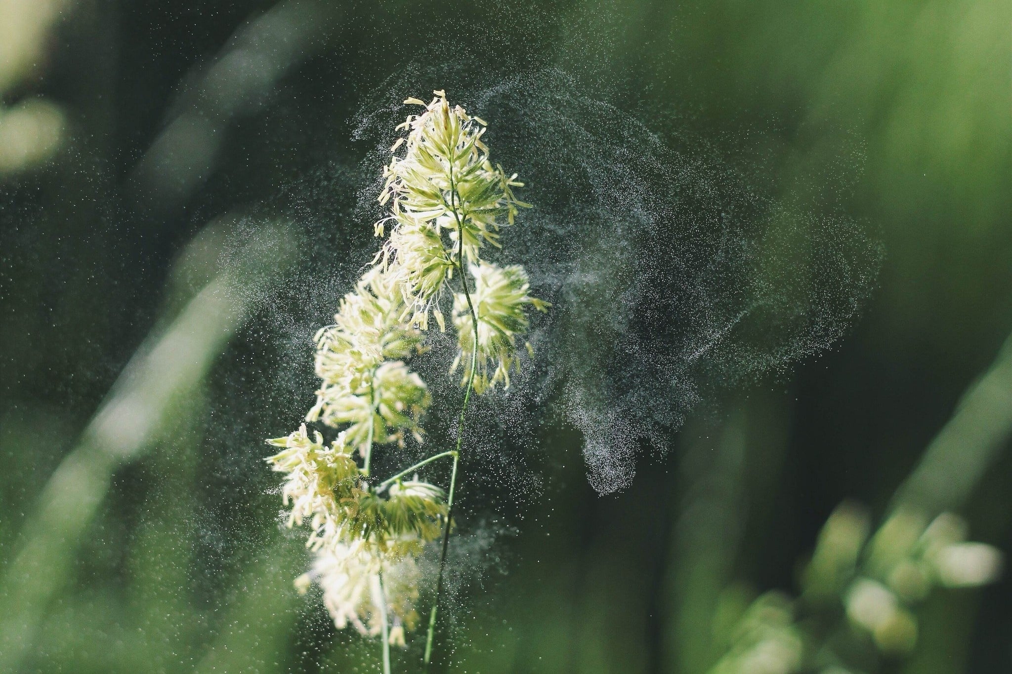 Soulagement naturel du rhume des foins - Blog Ineke Eebes