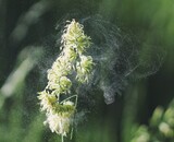 Natural relief from hay fever, Ineke Eebes