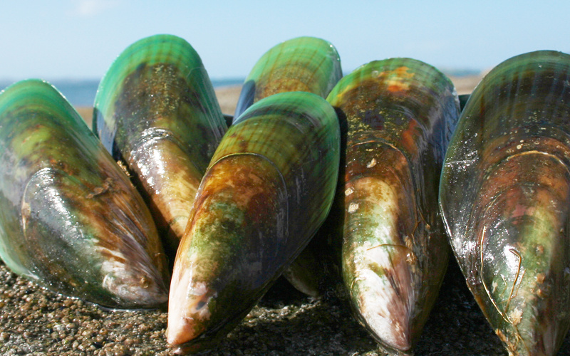 Un piccolo mollusco con proprietà antinfiammatorie