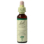 Centaurea (Centaury) 20 Millilitri
