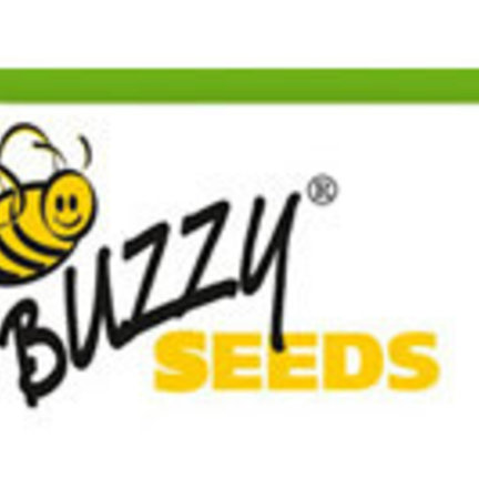 Buzzy Buzzy