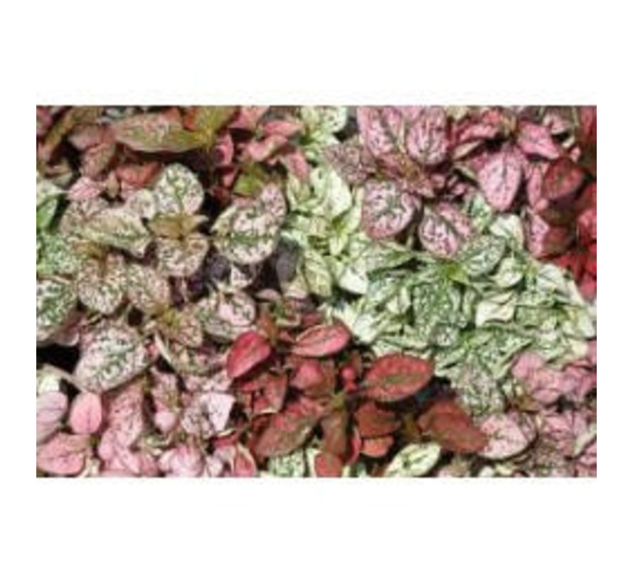  Fittonia mix (rood groen mix) - Living wall mini plant