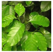 Coffea arabica (Groen, gaat bloeien) Iiving Wall mini plant