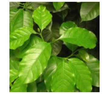 Coffea arabica (Groen, gaat bloeien) Iiving Wall mini plant